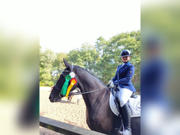 Hannoveraner Wallach 5 Jahre 164 cm Rappe in D&#xF6;rpen