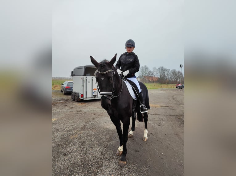 Hannoveraner Wallach 5 Jahre 164 cm Rappe in D&#xF6;rpen