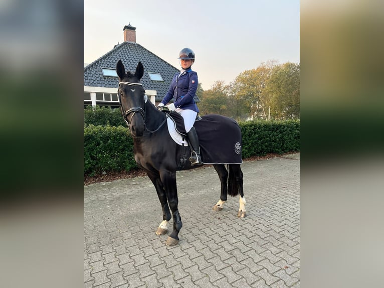 Hannoveraner Wallach 5 Jahre 164 cm Rappe in D&#xF6;rpen