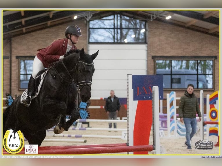Hannoveraner Wallach 5 Jahre 164 cm Rappe in D&#xF6;rpen