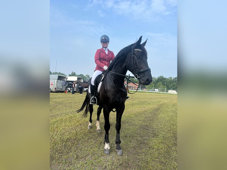 Hannoveraner Wallach 5 Jahre 164 cm Rappe in D&#xF6;rpen