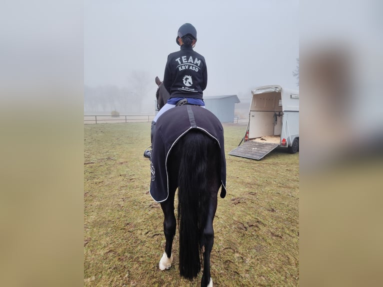 Hannoveraner Wallach 5 Jahre 164 cm Rappe in D&#xF6;rpen