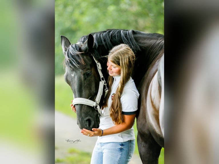 Hannoveraner Wallach 5 Jahre 164 cm Rappe in D&#xF6;rpen