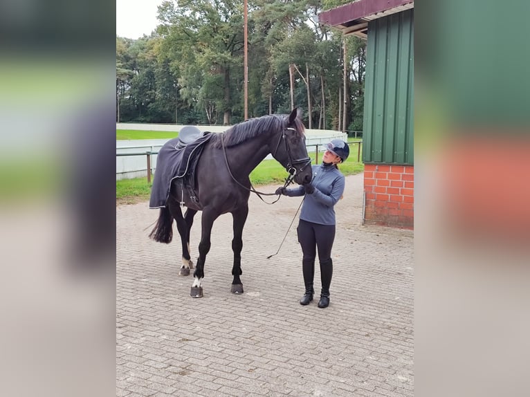 Hannoveraner Wallach 5 Jahre 164 cm Rappe in D&#xF6;rpen
