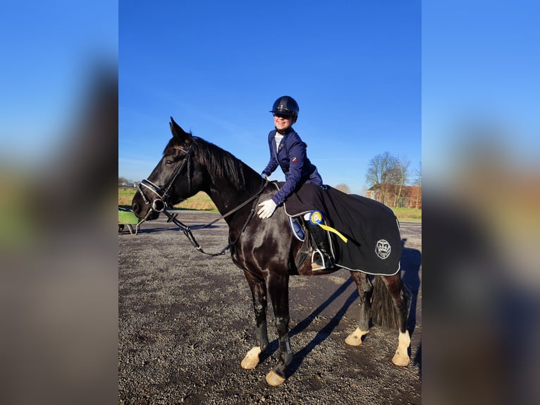 Hannoveraner Wallach 5 Jahre 164 cm Rappe in D&#xF6;rpen