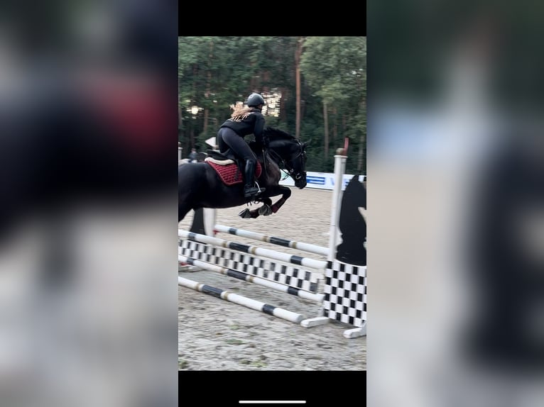 Hannoveraner Wallach 5 Jahre 164 cm Rappe in D&#xF6;rpen