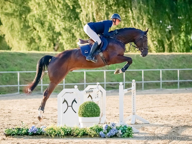 Hannoveraner Wallach 5 Jahre 164 cm Rappe in Verden