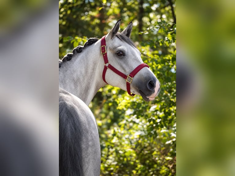 Hannoveraner Wallach 5 Jahre 164 cm Rappschimmel in Nettersheim