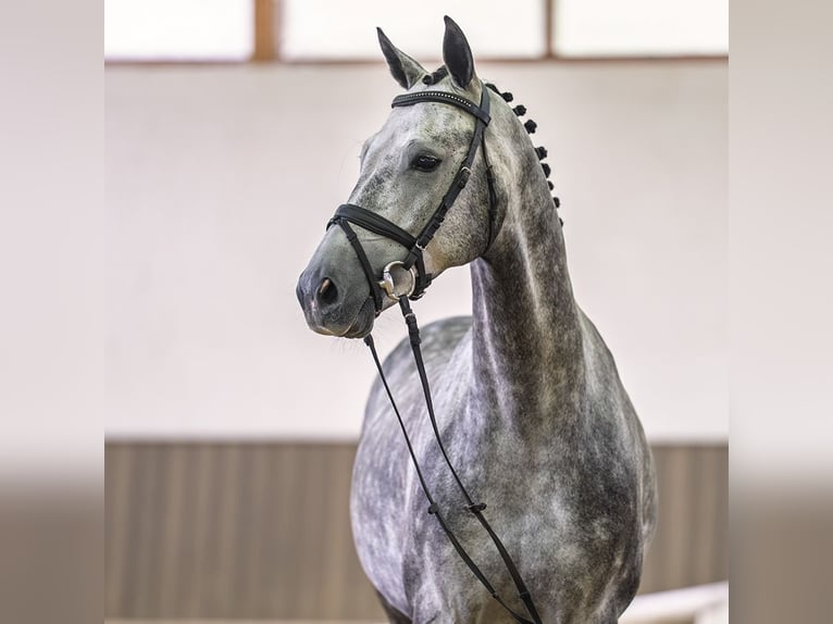 Hannoveraner Wallach 5 Jahre 164 cm Schimmel in Mnster-Handorf