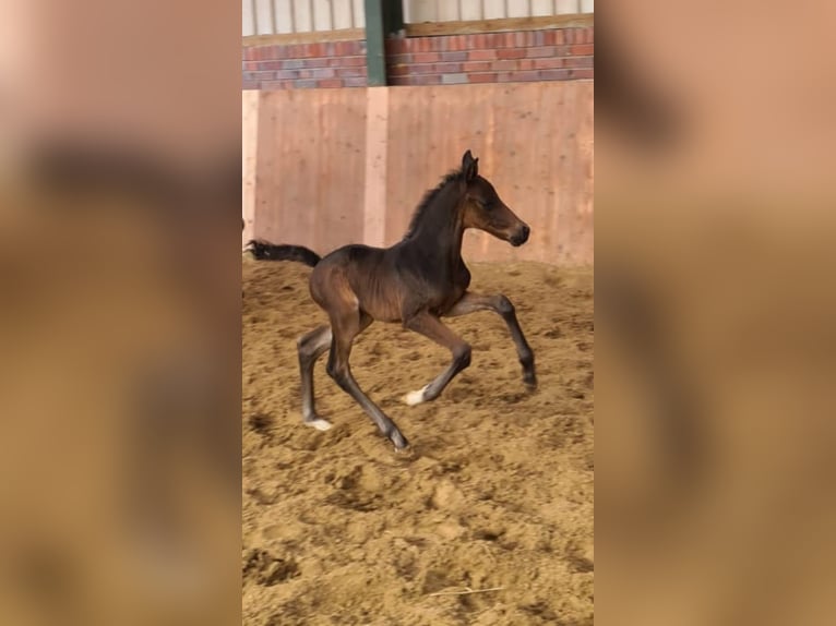 Hannoveraner Wallach 5 Jahre 164 cm Schwarzbrauner in Weener