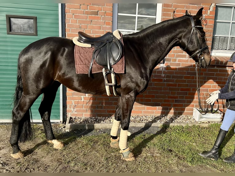 Hannoveraner Wallach 5 Jahre 164 cm Schwarzbrauner in Weener