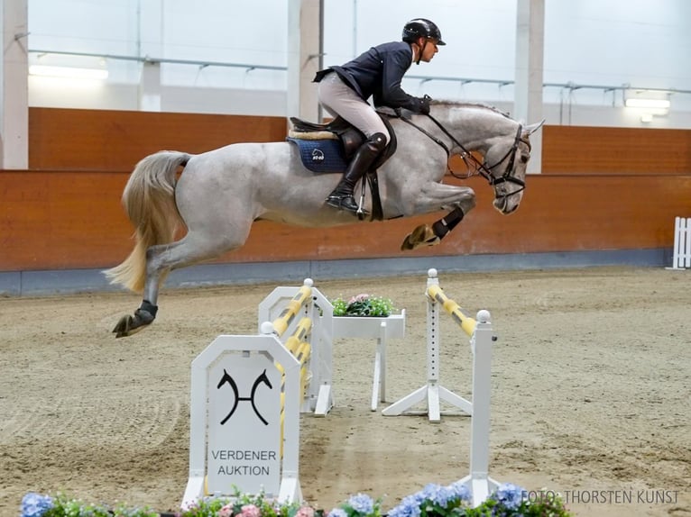 Hannoveraner Wallach 5 Jahre 165 cm Brauner in Verden