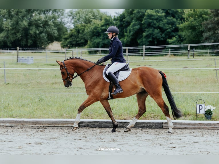 Hannoveraner Wallach 5 Jahre 165 cm Brauner in Oberkr&#xE4;mer
