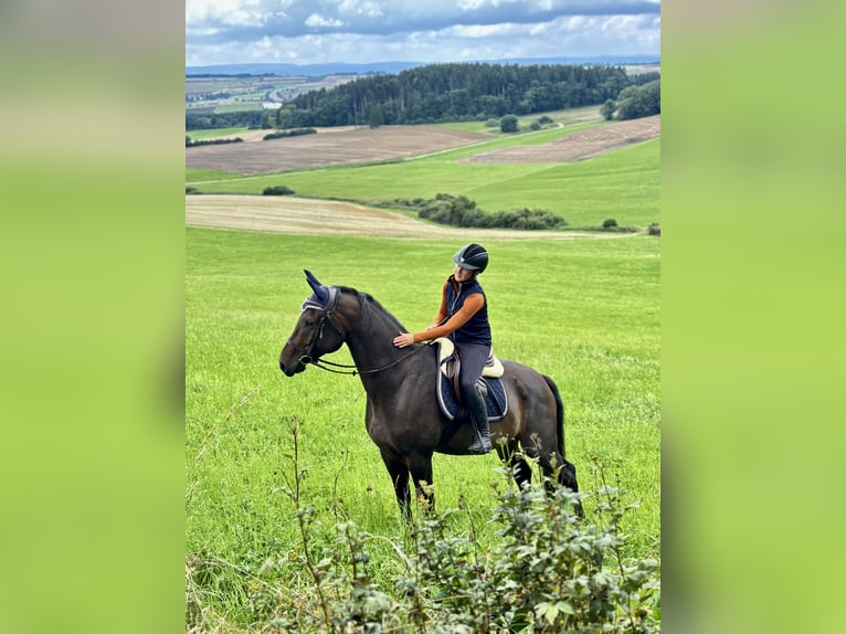 Hannoveraner Wallach 5 Jahre 165 cm Dunkelbrauner in Bad D&#xFC;rrheim