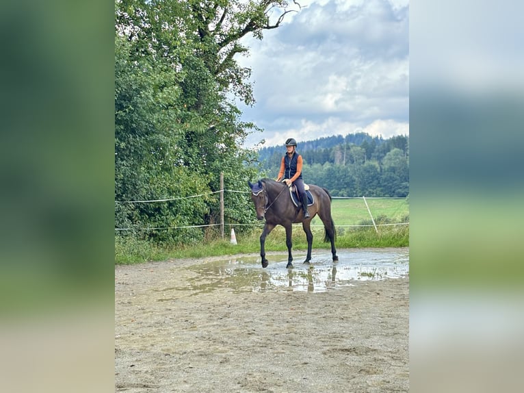 Hannoveraner Wallach 5 Jahre 165 cm Dunkelbrauner in Bad D&#xFC;rrheim