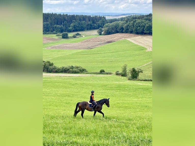 Hannoveraner Wallach 5 Jahre 165 cm Dunkelbrauner in Bad D&#xFC;rrheim