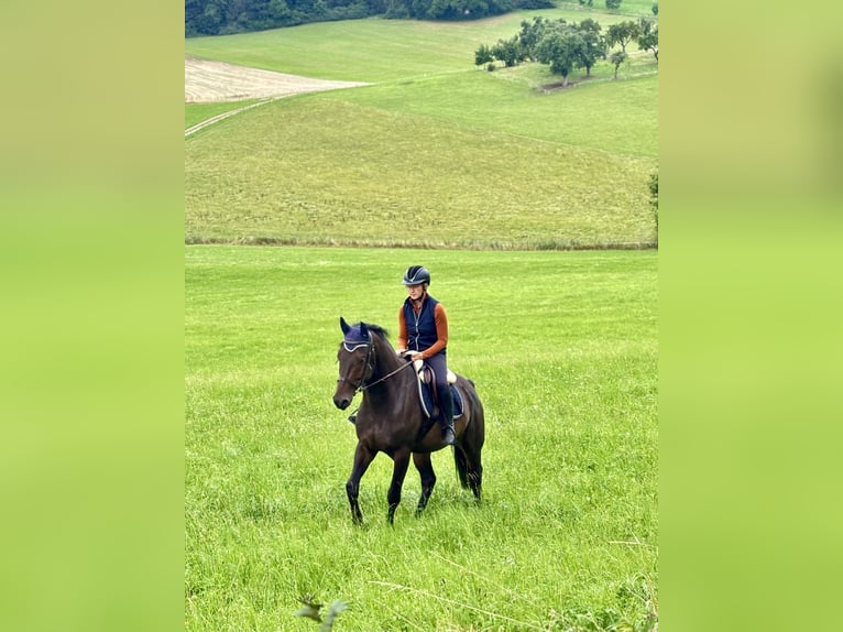 Hannoveraner Wallach 5 Jahre 165 cm Dunkelbrauner in Bad D&#xFC;rrheim