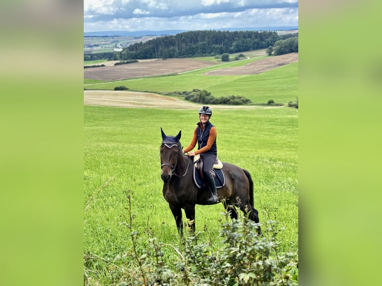 Hannoveraner Wallach 5 Jahre 165 cm Dunkelbrauner in Bad D&#xFC;rrheim