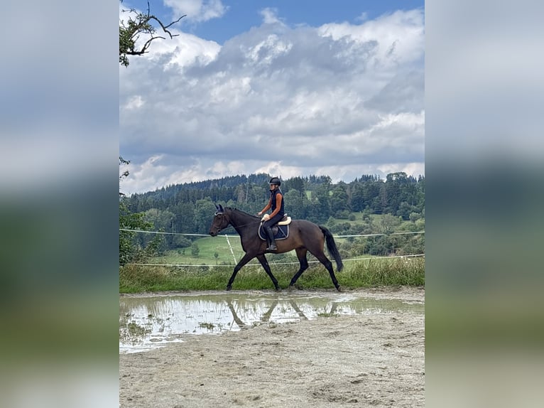 Hannoveraner Wallach 5 Jahre 165 cm Dunkelbrauner in Bad D&#xFC;rrheim