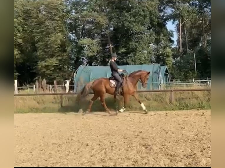 Hannoveraner Wallach 5 Jahre 165 cm Dunkelfuchs in Hanstedt