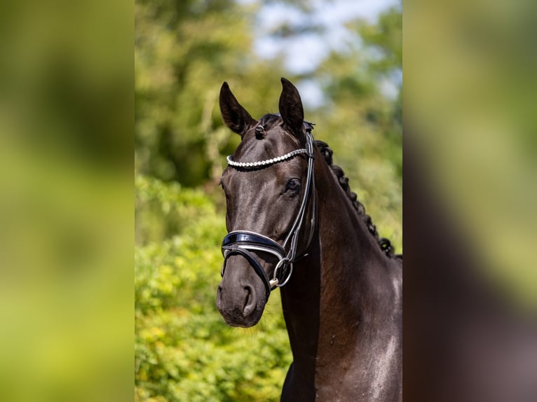Hannoveraner Wallach 5 Jahre 165 cm Rappe in Rosenheim
