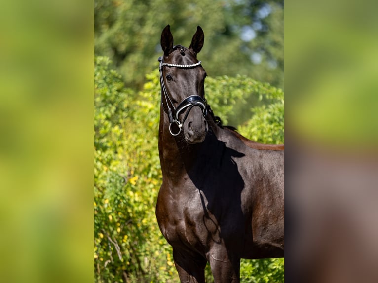 Hannoveraner Wallach 5 Jahre 165 cm Rappe in Rosenheim