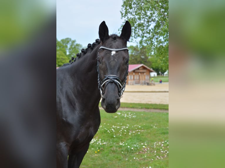 Hannoveraner Wallach 5 Jahre 165 cm Rappe in Weil