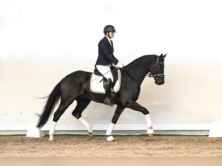 Hannoveraner Wallach 5 Jahre 165 cm Rappe in Saerbeck