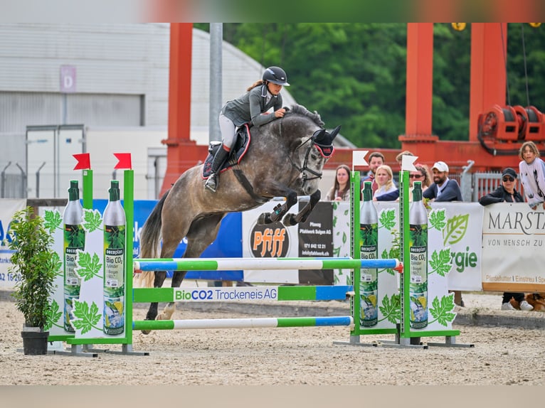 Hannoveraner Wallach 5 Jahre 165 cm Schimmel in Montlingen