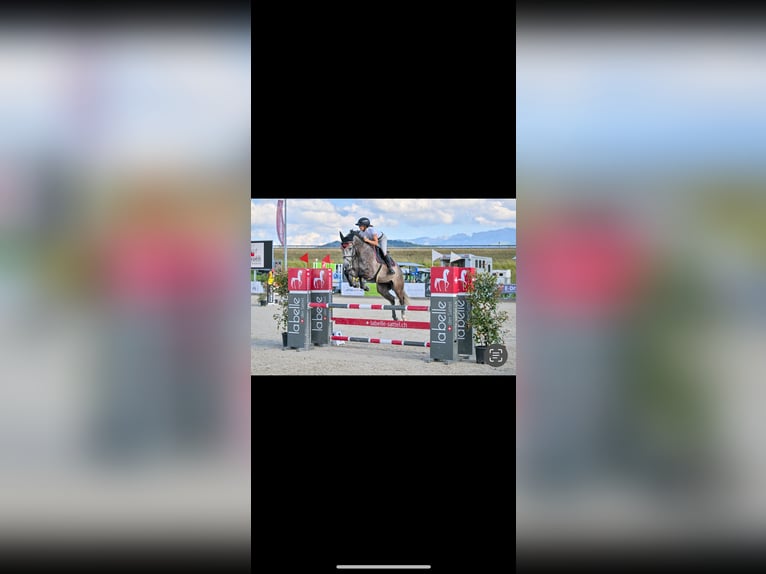 Hannoveraner Wallach 5 Jahre 165 cm Schimmel in Montlingen