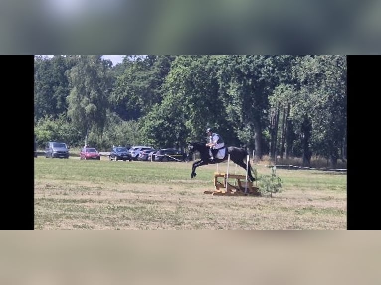 Hannoveraner Wallach 5 Jahre 165 cm Schimmel in Magdeburg