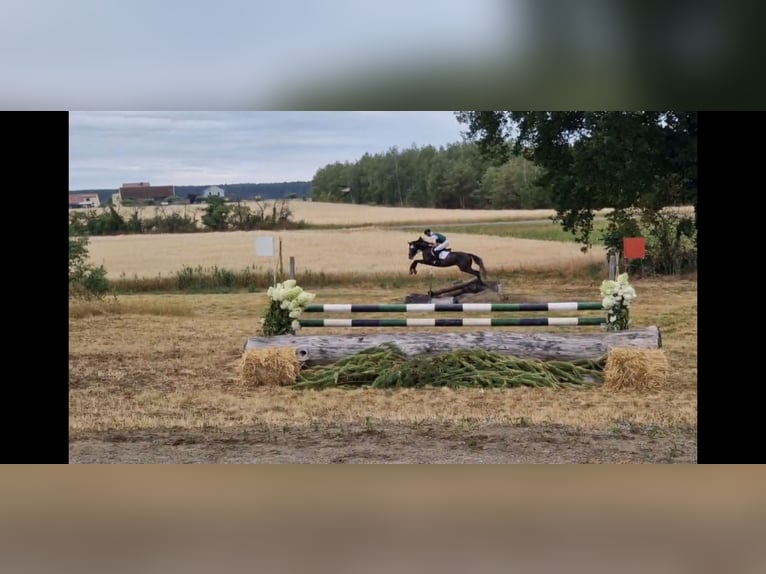 Hannoveraner Wallach 5 Jahre 165 cm Schimmel in Magdeburg