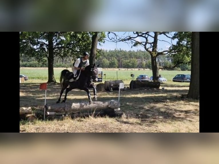 Hannoveraner Wallach 5 Jahre 165 cm Schimmel in Magdeburg