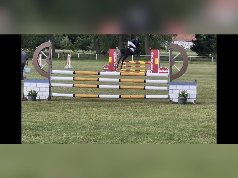 Hannoveraner Wallach 5 Jahre 165 cm Schimmel in Magdeburg