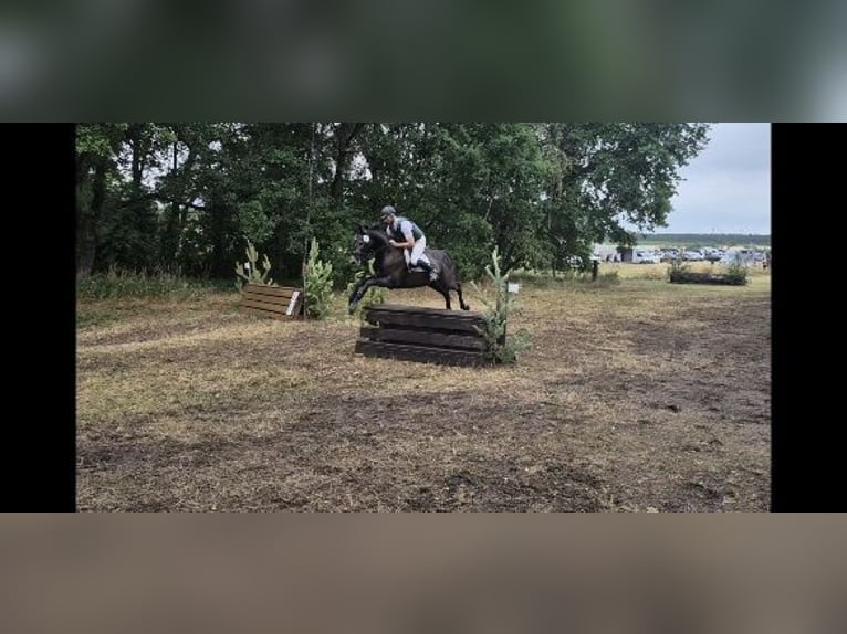 Hannoveraner Wallach 5 Jahre 165 cm Schimmel in Magdeburg
