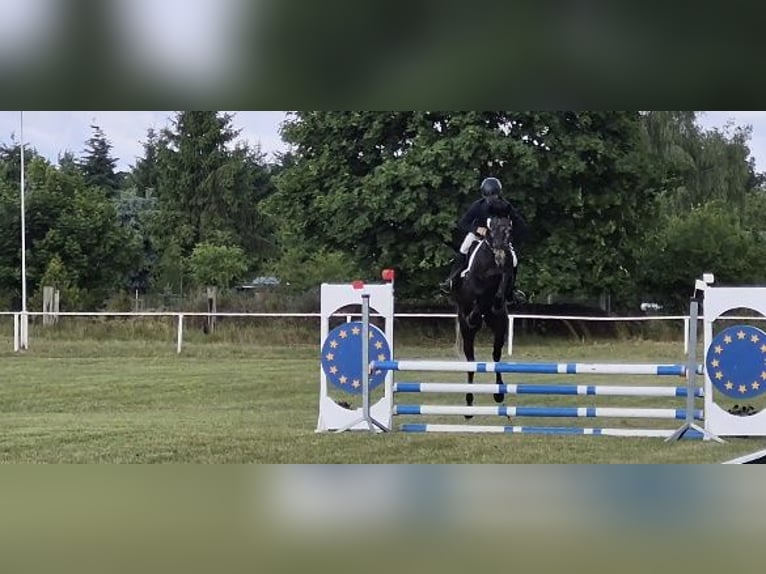 Hannoveraner Wallach 5 Jahre 165 cm Schimmel in Magdeburg