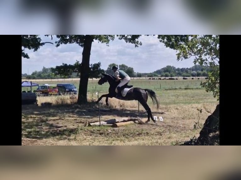 Hannoveraner Wallach 5 Jahre 165 cm Schimmel in Magdeburg
