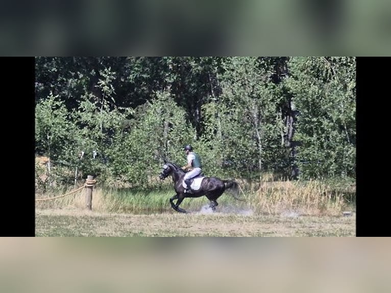 Hannoveraner Wallach 5 Jahre 165 cm Schimmel in Magdeburg