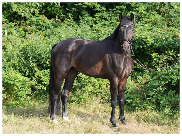 Hannoveraner Wallach 5 Jahre 165 cm Schwarzbrauner in Hilden