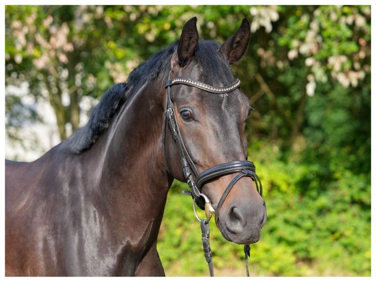 Hannoveraner Wallach 5 Jahre 165 cm Schwarzbrauner in Hilden