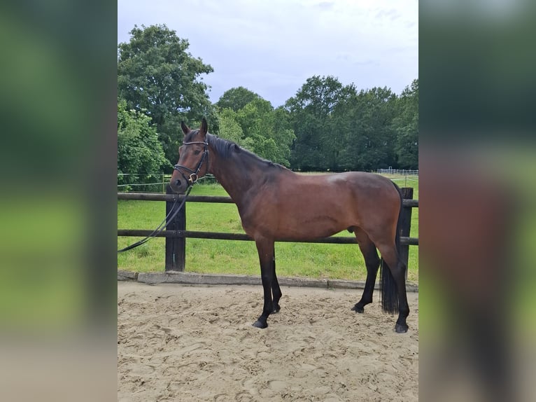 Hannoveraner Wallach 5 Jahre 166 cm Dunkelbrauner in Rheine