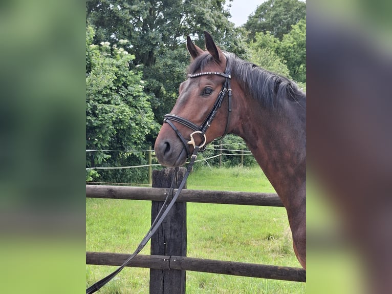 Hannoveraner Wallach 5 Jahre 166 cm Dunkelbrauner in Rheine