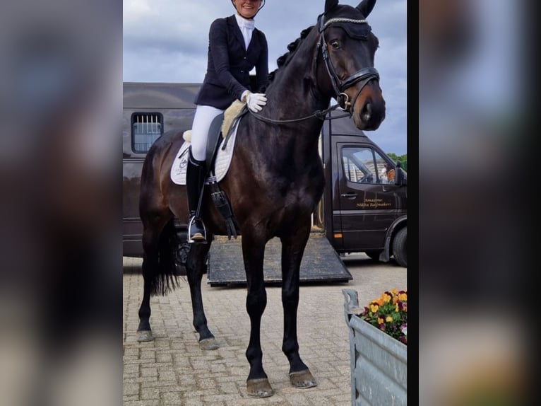 Hannoveraner Wallach 5 Jahre 166 cm Dunkelbrauner in Uden