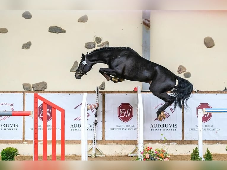 Hannoveraner Wallach 5 Jahre 166 cm Dunkelbrauner in siauliai