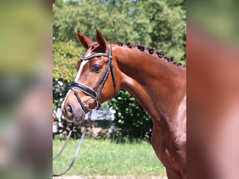 Hannoveraner Wallach 5 Jahre 166 cm Dunkelfuchs in Selsingen