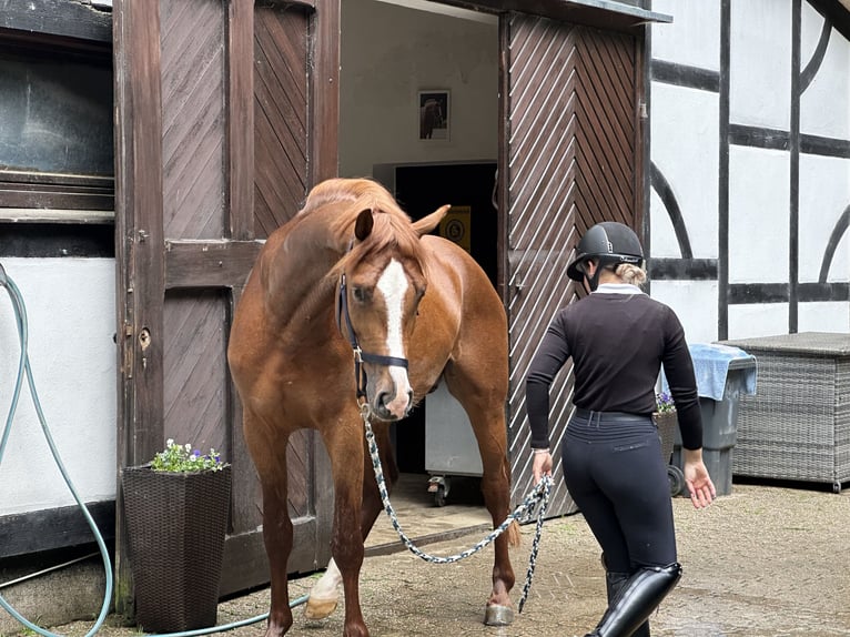 Hannoveraner Wallach 5 Jahre 166 cm Fuchs in Essen (Oldenburg)