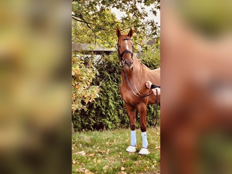 Hannoveraner Wallach 5 Jahre 166 cm Fuchs in Pöllau