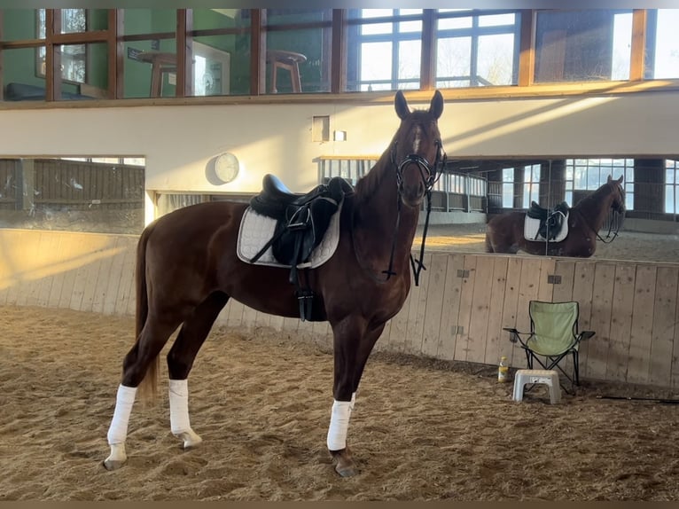 Hannoveraner Wallach 5 Jahre 166 cm Fuchs in Pöllau