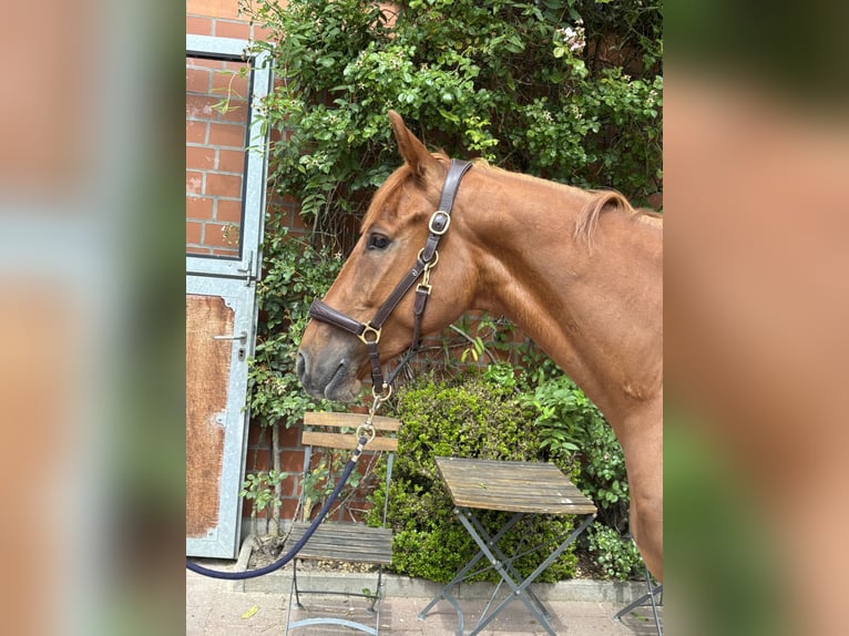 Hannoveraner Wallach 5 Jahre 166 cm Fuchs in Verden (Aller)