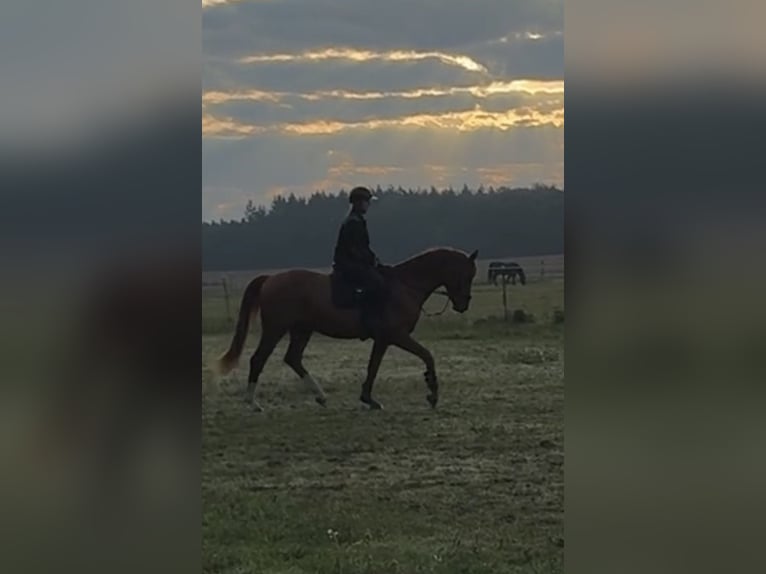 Hannoveraner Wallach 5 Jahre 166 cm Fuchs in Stöckse